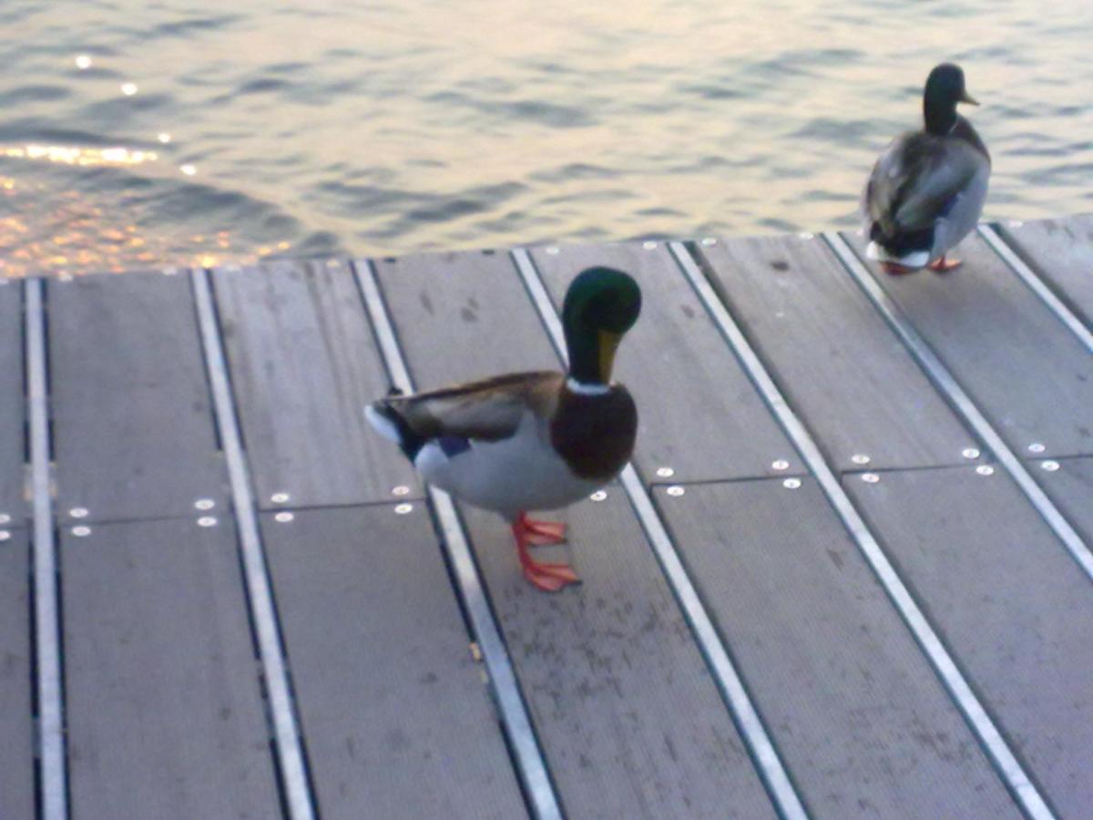 Residenza Al Sogno - On Lake Garda Cavaion Veronese Kültér fotó